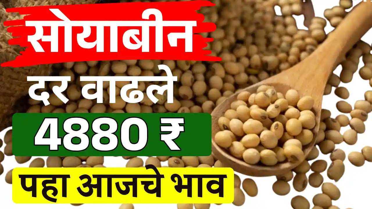 Soybean Bajar Bhav