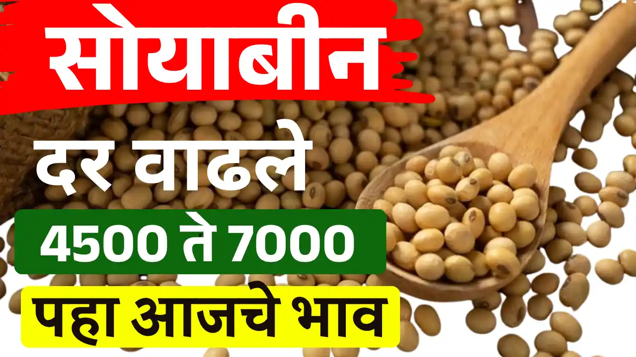 Soybean Market Rate Today