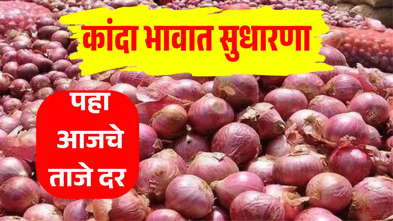 Onion Price